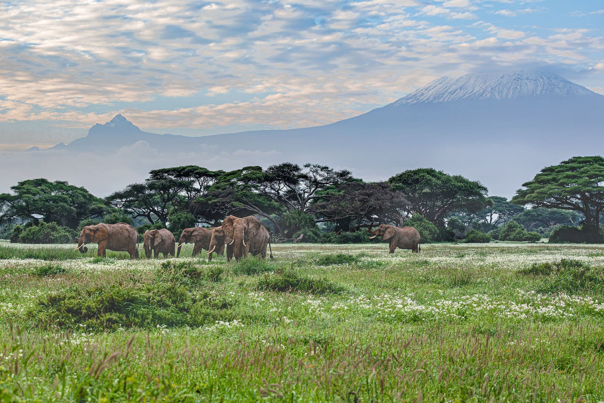 Elephants on the Amboseli plain, with Kilimanjaro beyond.