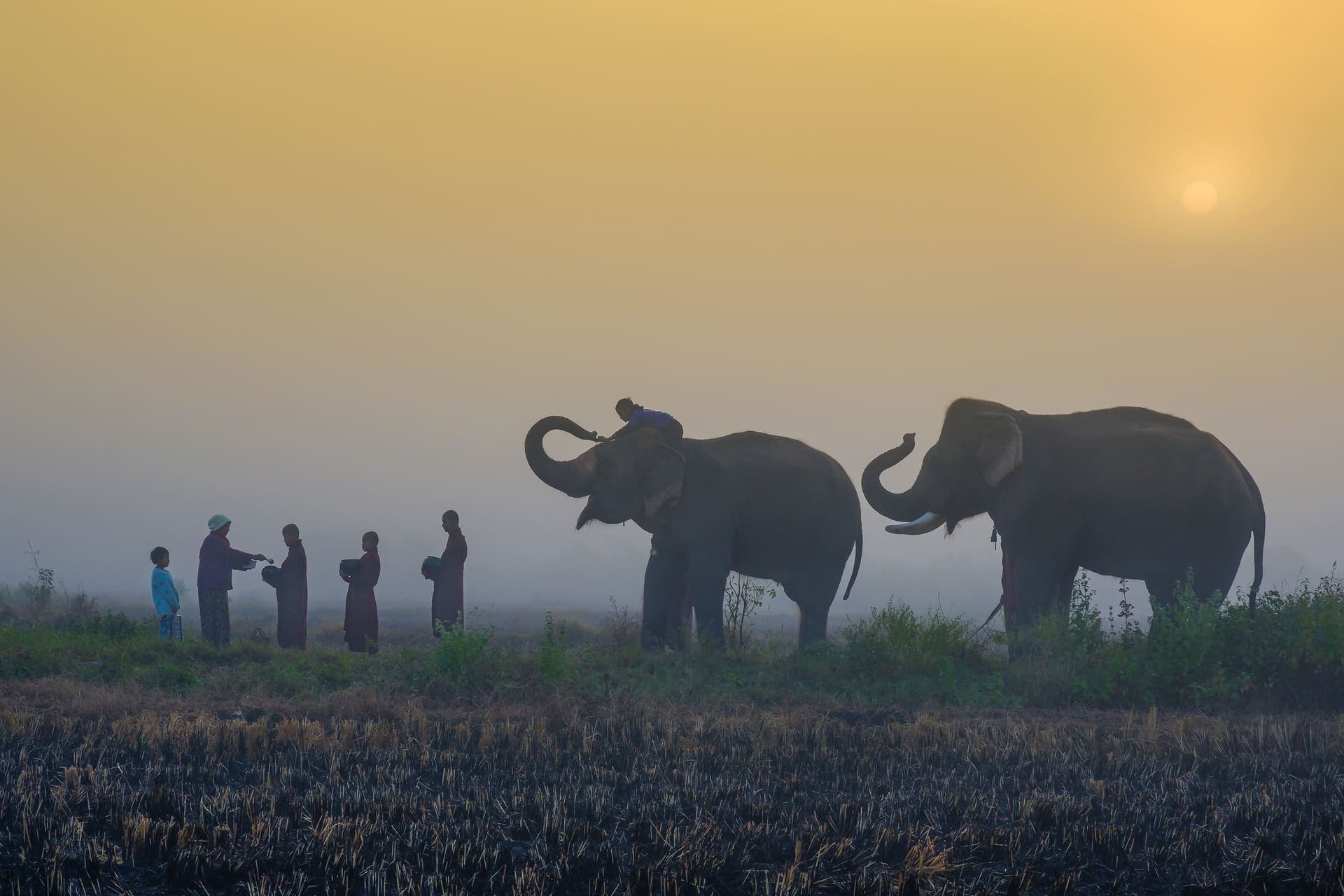 A novice monk and an elephant at morning alms in Myanmar.