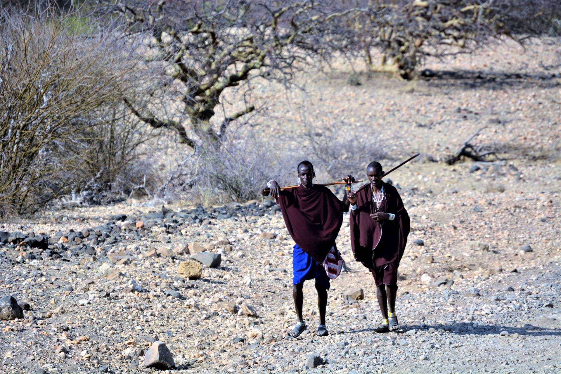 Maasai men walking across open savanna.